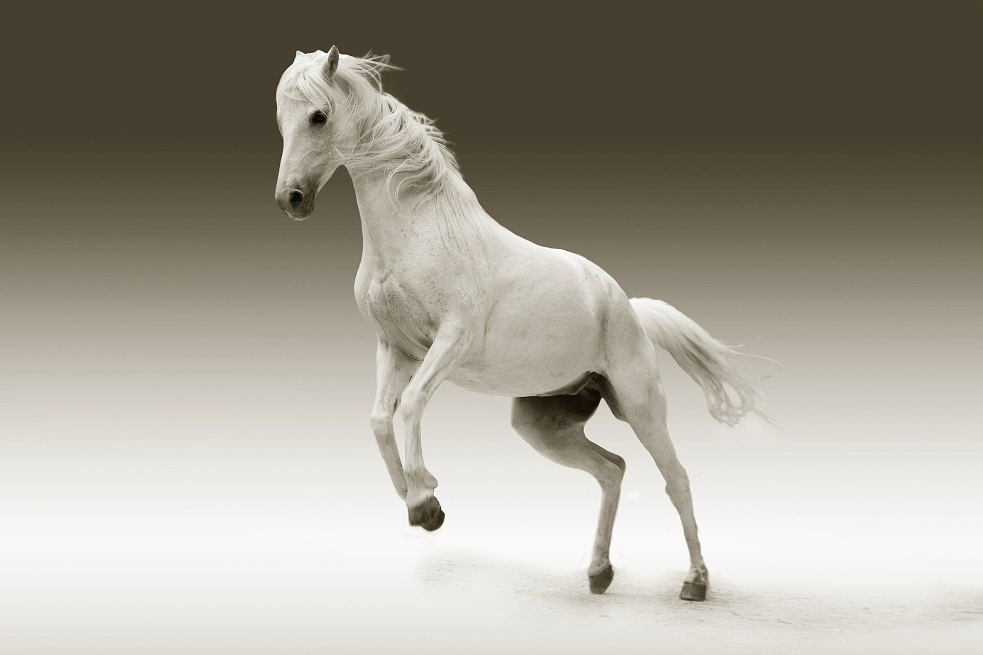 Hvid hest